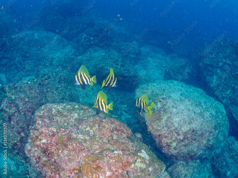 Fototapeta premium 美しく大きなテングダイ（カワビシャ科）他の群れ。 英名学名：Banded boarhead (Striped boarfish) 東京都伊豆諸島式根島-2024 