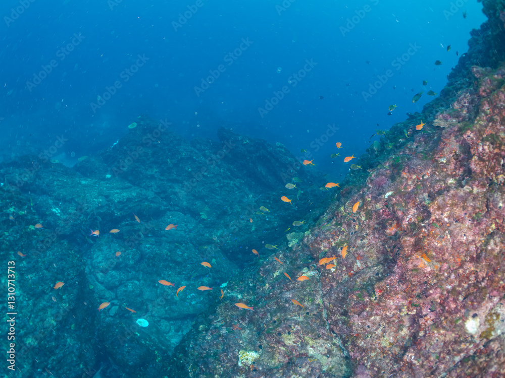 Fototapeta premium 美しいテーブルサンゴとツノダシ（ツノダシ科）、キンギョハナダイ（ハナダイ亜科）、キホシスズメダイ（スズメダイ科）他の群れ。東京都伊豆諸島式根島-2024 