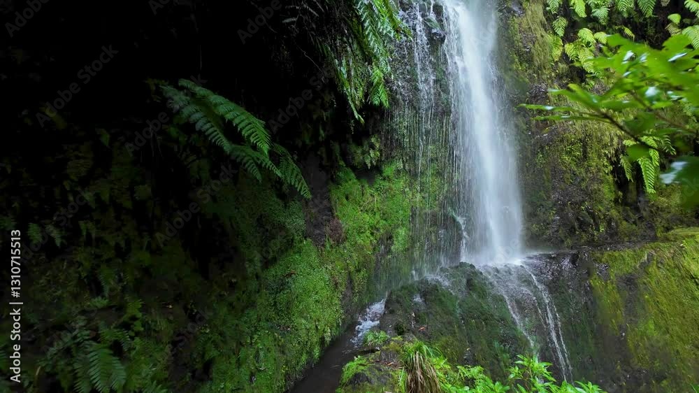 Hiker Walking on Levada do Caldeirao Verde with a Waterfall Blocking the Trail and Pristine Vegetation, Madeira Hiker Walking on Levada do Caldeirao Verde with a Waterfall Blocking the Trail and Pristine Vegetation, Madeira