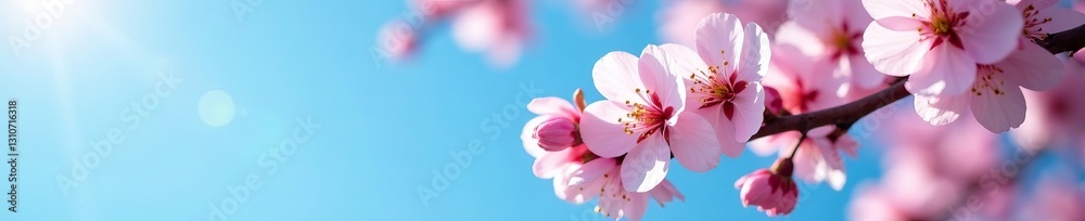 Fototapeta premium Close-up of cherry blossom tree branches against blue sky, trees, vibrant, springtime