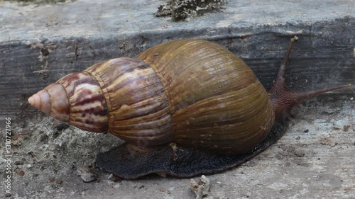 Video of a snail (Achatina fulica) walking, close up.