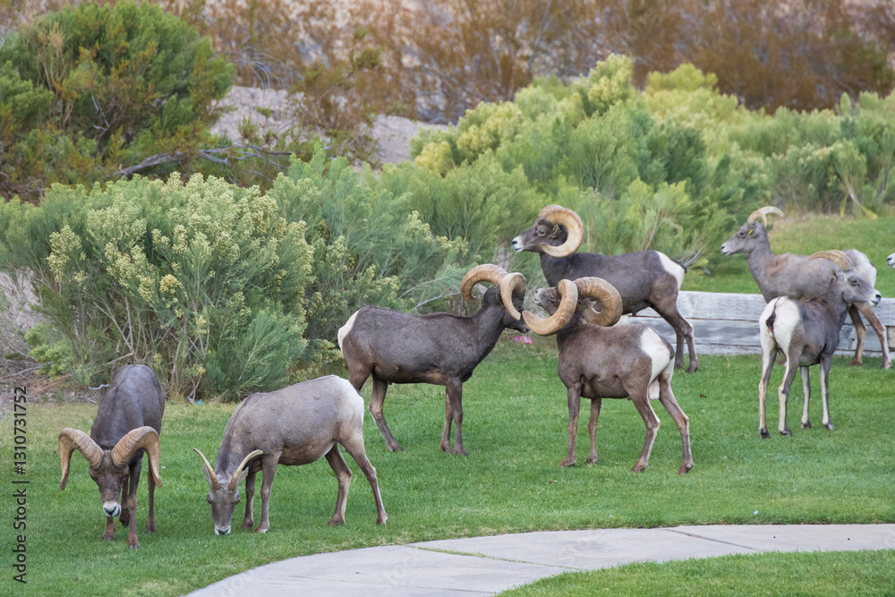 Bighorn sheep herd grazing in the grass
Bighorn sheep herd grazing in the grass