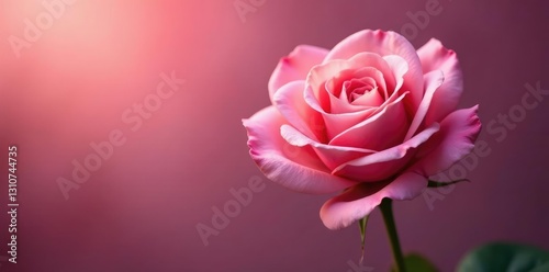 Soft pink light falls on a single rose with velvety petals, velvet, nature