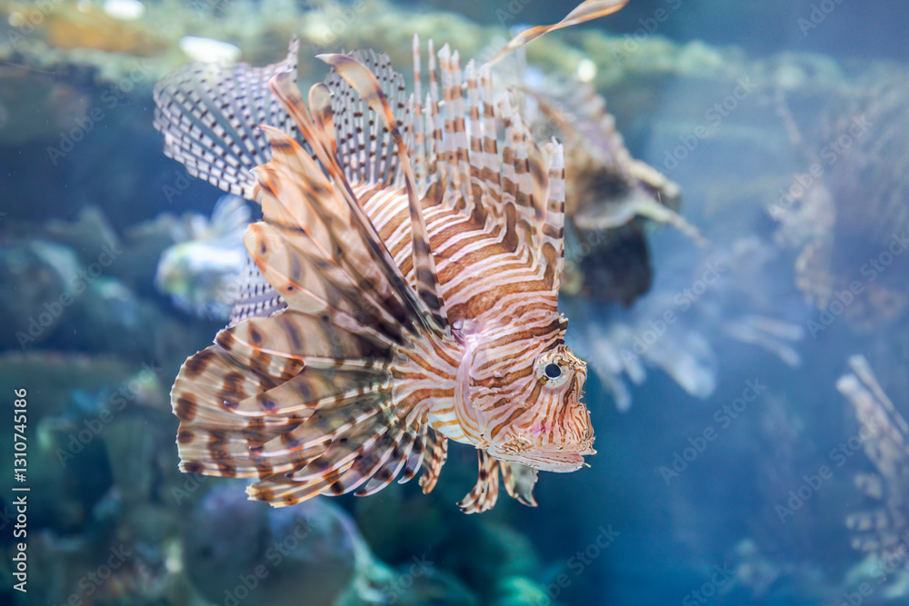 Lionfish in blue water in natural environment Lionfish in blue water in natural environment