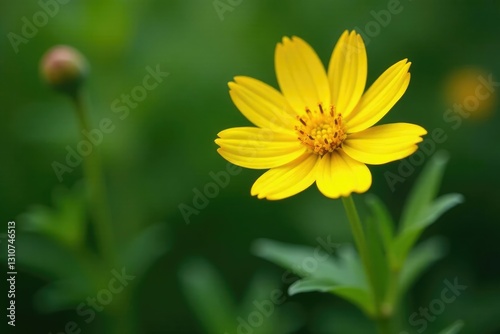 Yellow flowerhead with soft, feathery foliage and stems, feathery, fragrance