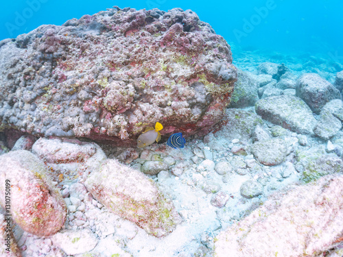 美しく大きなサザナミヤッコ（キンチャクダイ科）他。
英名学名：Zebra angelfish (Pomacanthus semicirculatus)
Whitespotted filefish (Cantherhines dumerilii).
東京都伊豆諸島式根島-2024

 photo