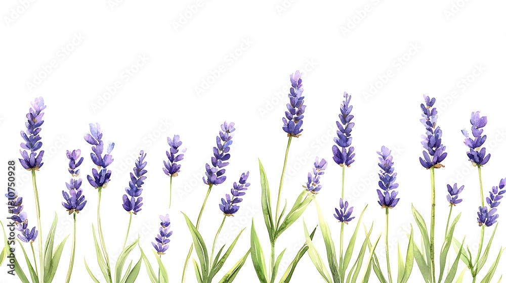 Naklejka premium Nature's watercolor lavender blooms in a serene botanical garden floral art