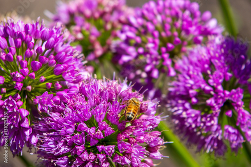 Beautiful purple Windy City Allium flowers with a honey bee resting on the leaves at Chicago Botanic Garden in Glencoe Illinois USA