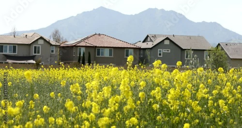 Houses framed by wildflowers and Mount Diablo rising in the distance in the Contra Costa County city of Brentwood, California, USA.