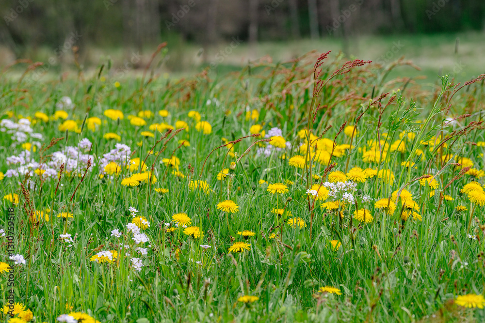 Obraz premium Vibrant Bavarian spring with green fields and golden dandelion blossoms