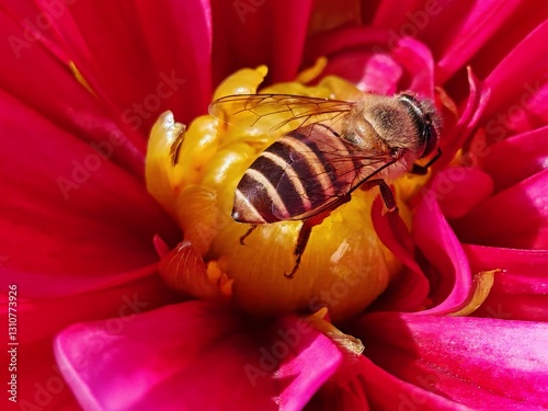 A bee gathers pollen from vibrant red flowers in Hong Kong. The insect is busy collecting nectar in a garden setting.