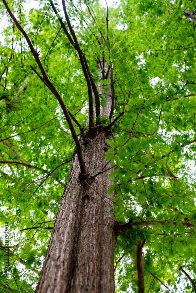 Naklejka premium 메타세콰이어