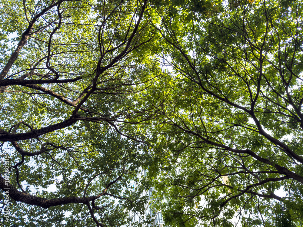 Serene Tree Canopy View Revealing Nature's Lush Greenery Serene Tree Canopy View Revealing Nature's Lush Greenery