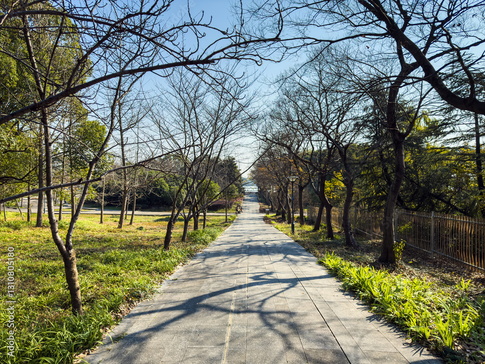 Tranquil Pathway Amidst Leafless Trees in a Sunlit Park Tranquil Pathway Amidst Leafless Trees in a Sunlit Park