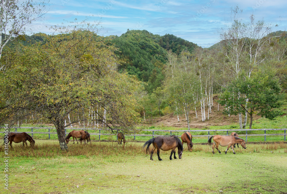 Obraz premium 木曽馬の里・開田高原_7