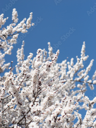 In the park, various flowers are in full bloom in the spring, and bees are flitting about.