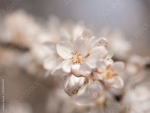Spring blooming plum blossoms cherry blossoms bees collecting nectar