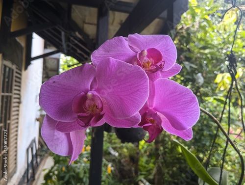 close-up of a beautiful pink orchid in full bloom