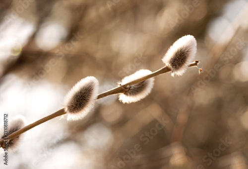 Beautiful willow branches with fluffy flowers outdoors in spring