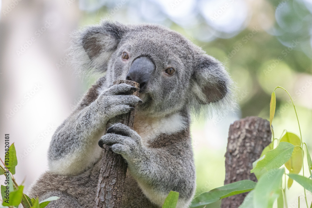 Obraz premium koala in a tree