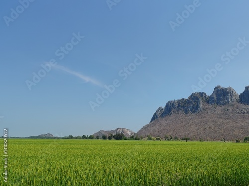 Rolling mountains stretch across the horizon, green rice fields. The deep blue sky above is clear, Sunlight bathes the landscape