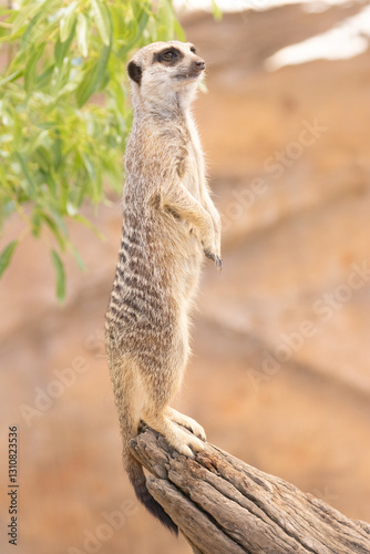 meerkat on guard