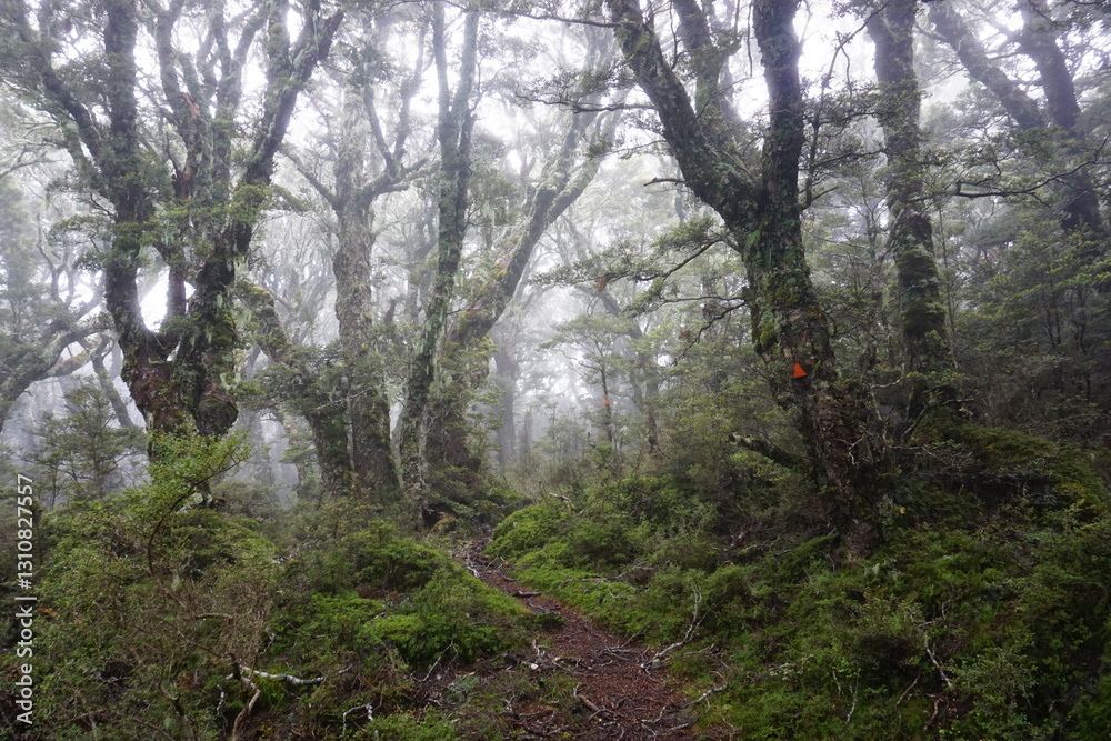 ニュージーランドの霧がかったTakitimu Forest ニュージーランドの霧がかったTakitimu Forest
