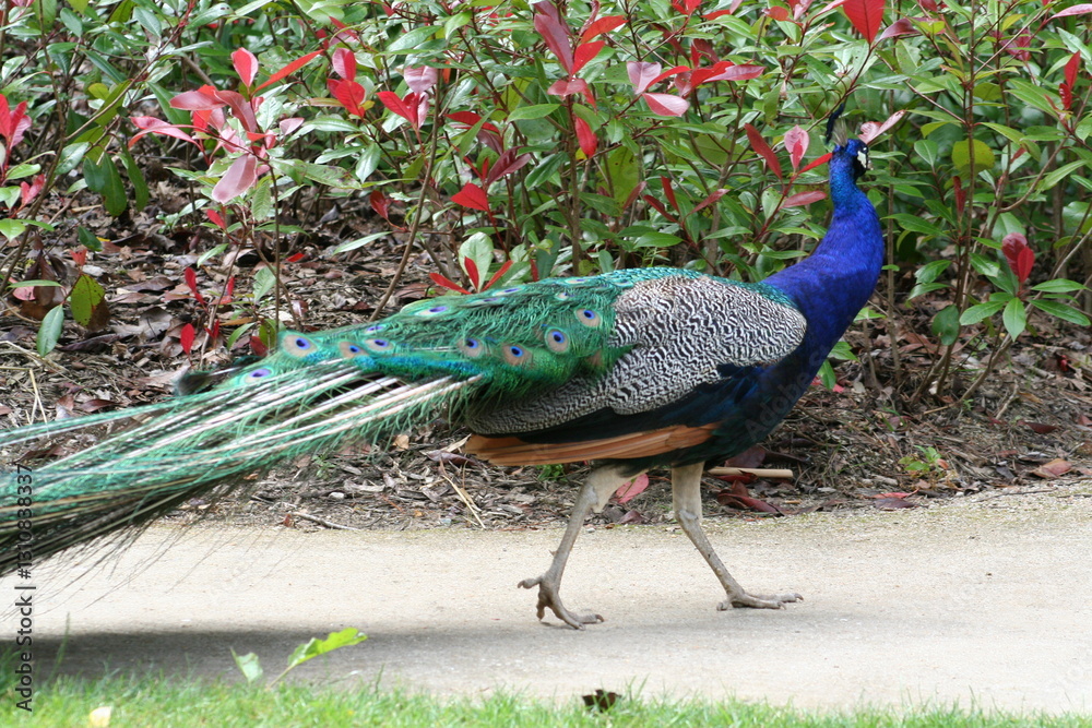 Obraz premium peacock with feathers walking in the park