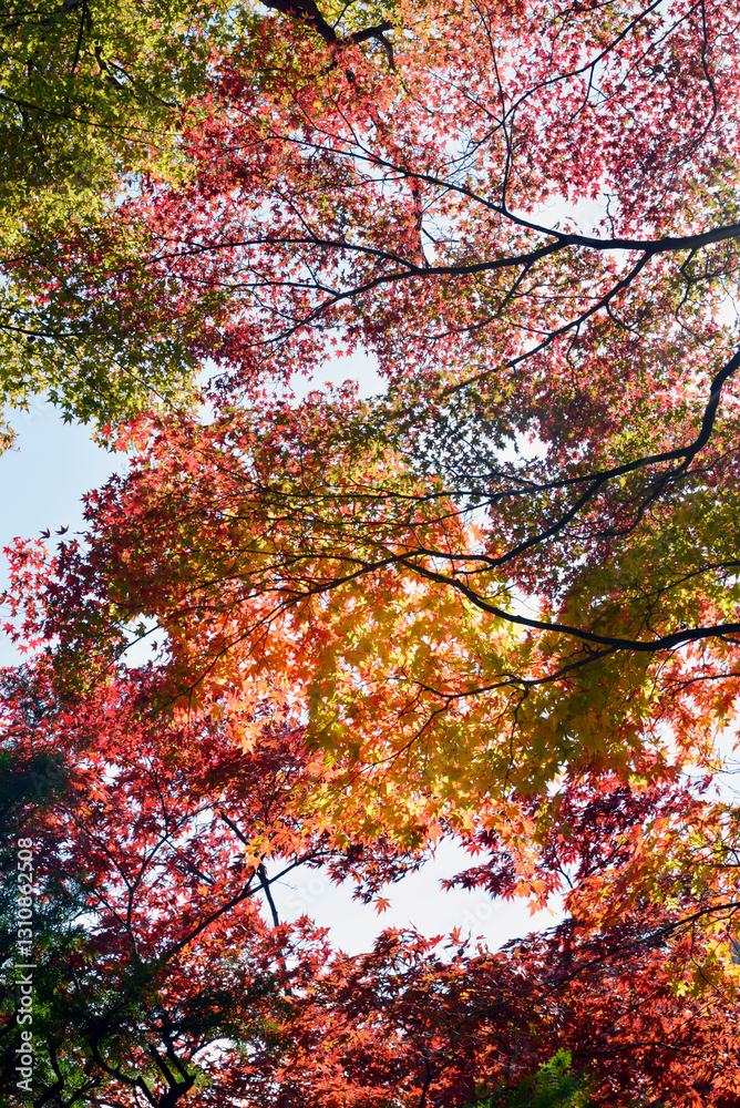 秋の善峯寺 境内の紅葉 京都市西京区 秋の善峯寺 境内の紅葉 京都市西京区