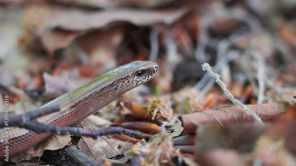 Slow Worm Closeup Macro In The Forest. - zoomed in shot Stock ビデオ ...