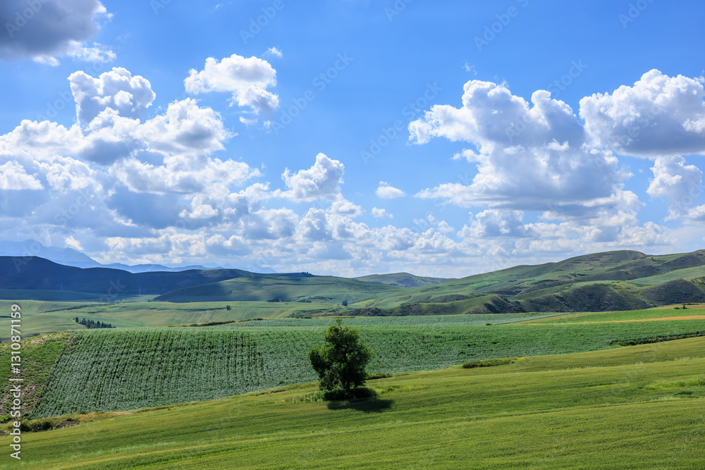 Beautiful green wheat fields and mountain nature landscape on cloudy sky