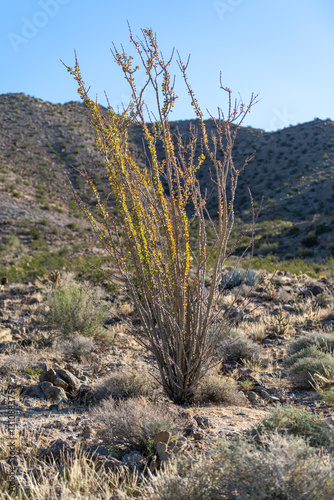 Ocotillo plant in the desert with mountains photo