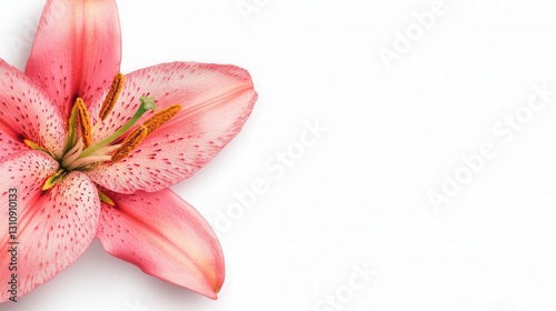 Pink Lily Flower Isolated on White Background for Design Use