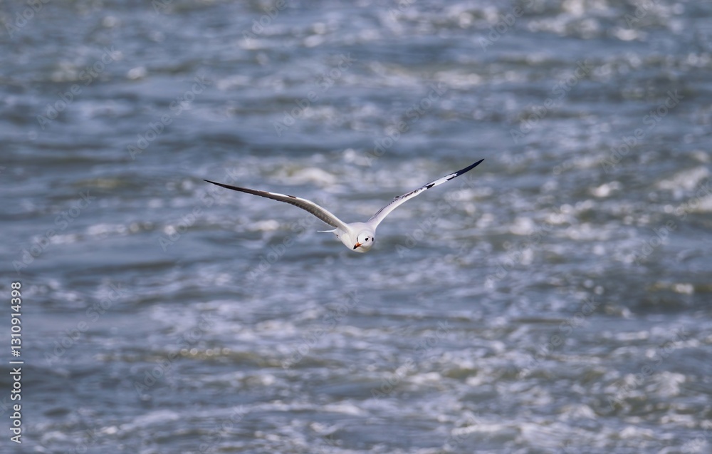A Black-headed Seagull is flying over the sea A Black-headed Seagull is flying over the sea
