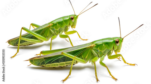 the green migratory locust isolated on white background