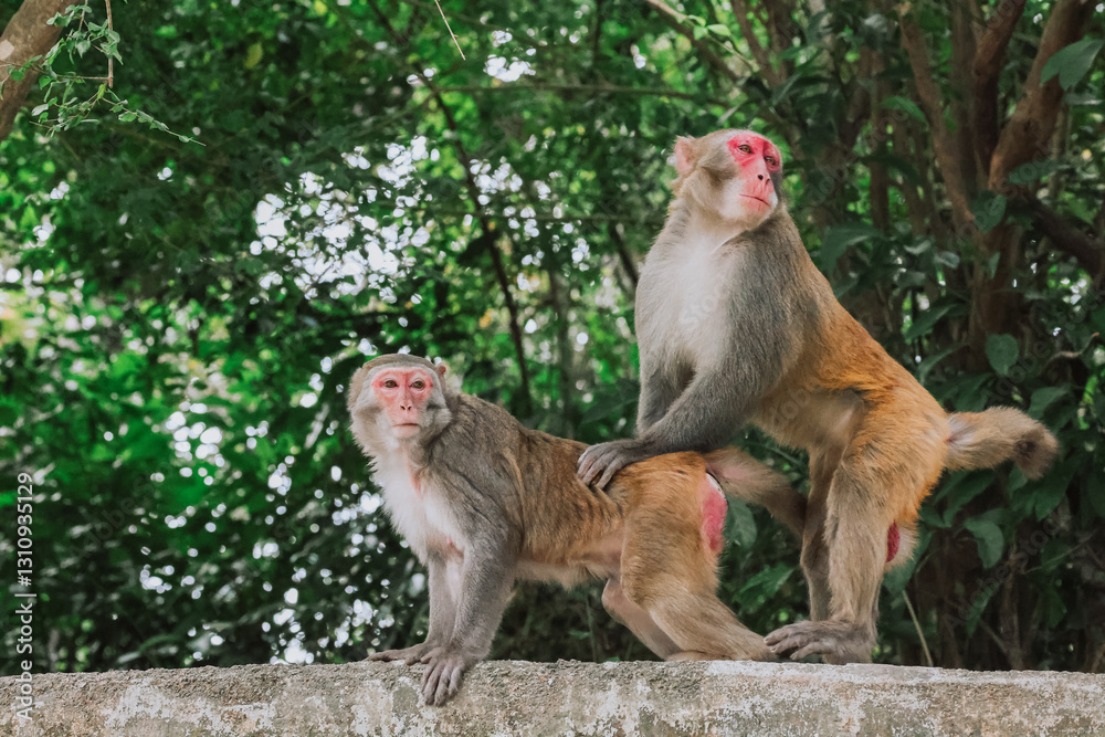 Fototapeta premium Dec 24 2024 Monkeys Interacting in a Natural Forest Environment