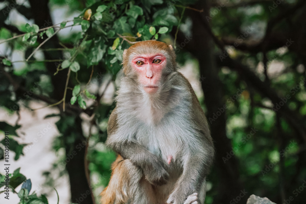 Dec 24 2024 a Thoughtful Snow Monkey in Natural Setting Dec 24 2024 a Thoughtful Snow Monkey in Natural Setting