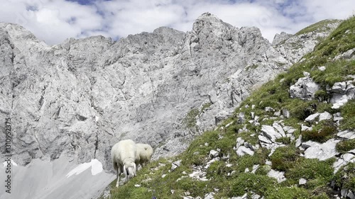 Handheld shot of two sheep grazing on a steep hill in the mountains, hughe grey mountains in the background. Sheep walking towards camera and suddenly stopping to look.