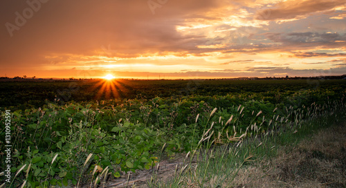 Sunsetting over a Bean crop, farm in Warwick, Southern Downs, Queensland.