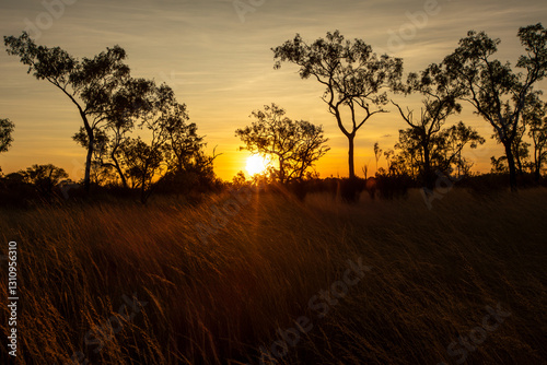 Magnificent sunset in Australia's northern outback, with red earth, tall eucalyptus trees and red clouds lighting up in the setting sun.	