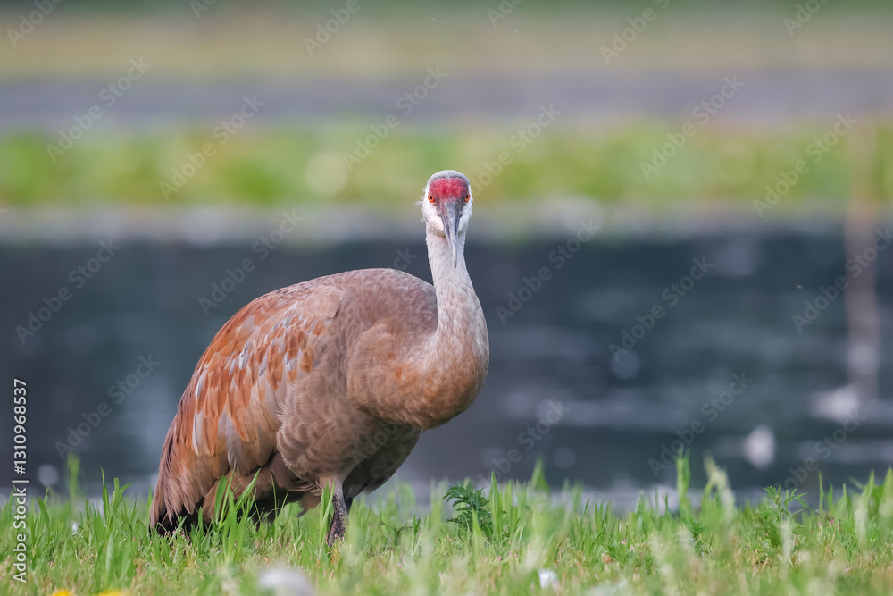 Fototapeta premium Close up shot of Sand hill crane bird
