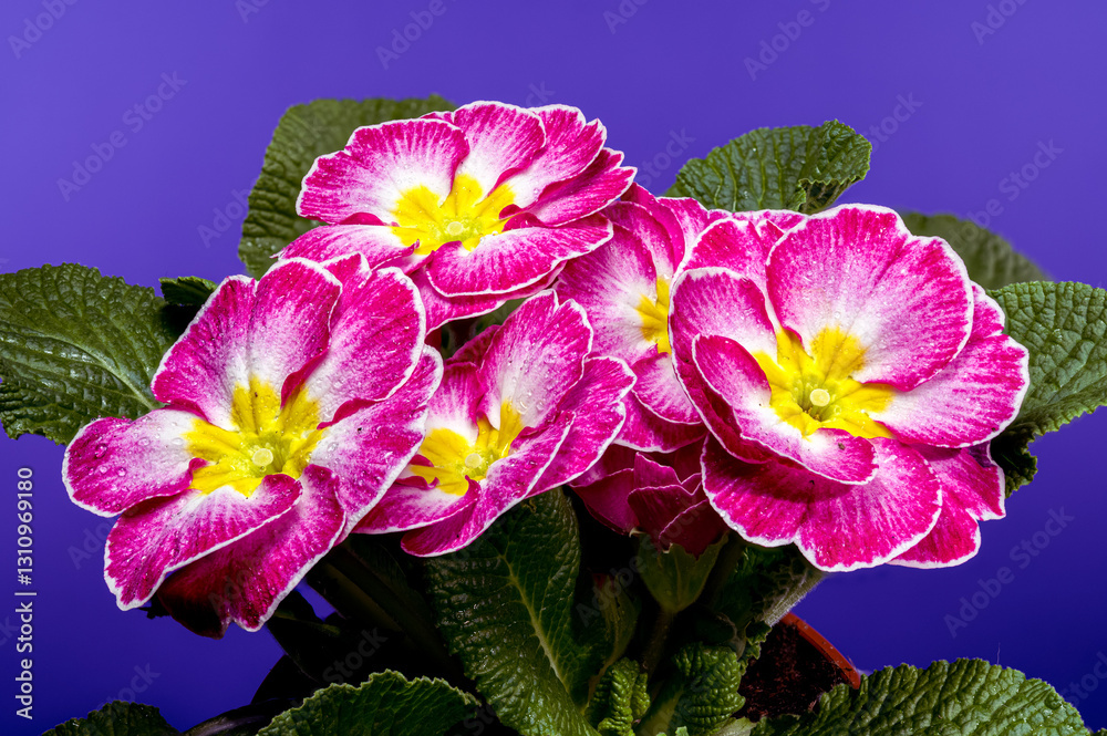 Pink Primula Flowers on blue background