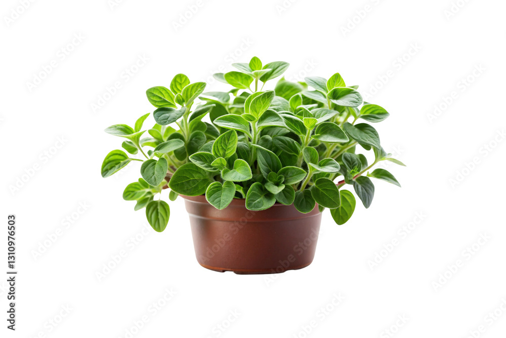 Best Collection of Transparent Oregano Vegetable PNG Images – High-Quality & Editable Best Collection of Transparent Oregano Vegetable PNG Images – High-Quality & Editable
