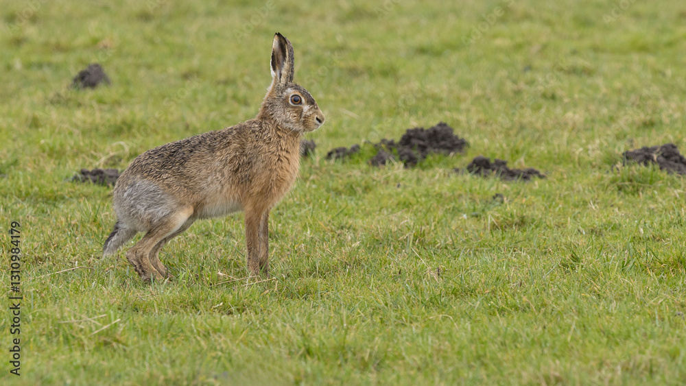 A boxing match between two hares and chasing each other. A boxing match between two hares and chasing each other.