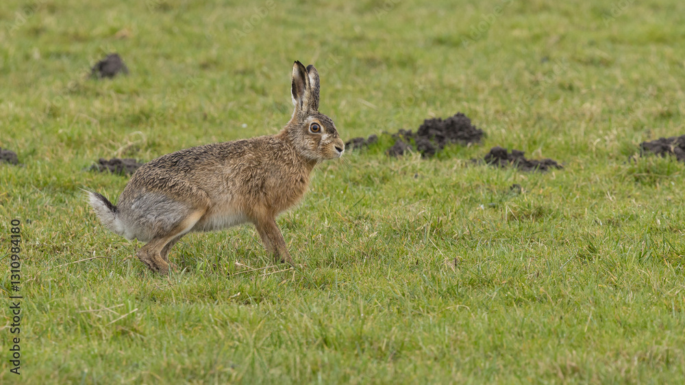 A boxing match between two hares and chasing each other. A boxing match between two hares and chasing each other.