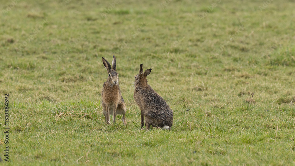 A boxing match between two hares and chasing each other. A boxing match between two hares and chasing each other.