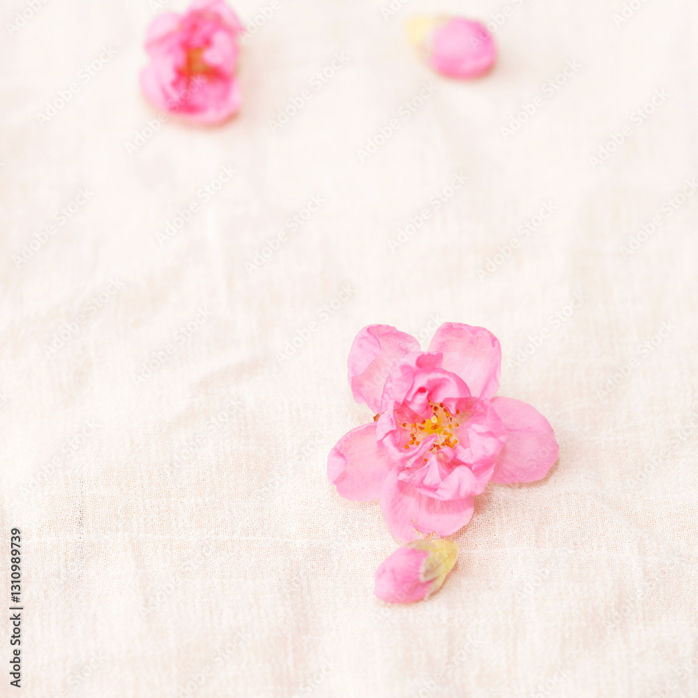 Cherry blossom isolated on white cloth with copy space, sign of spring.