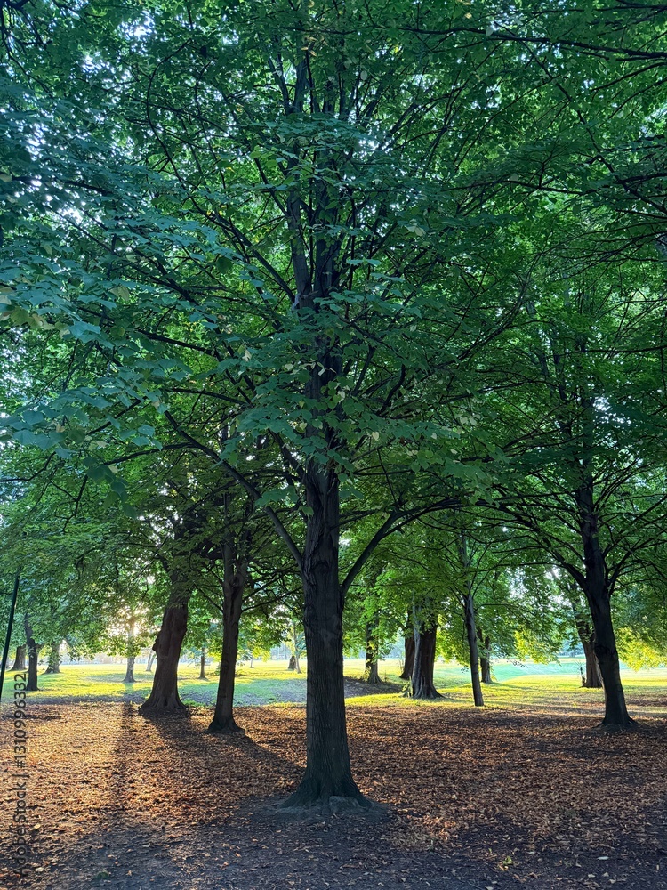 Obraz premium trees in the park