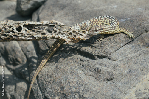 Lizard Shedding Skin on Rocky Surface in Desert Environment

