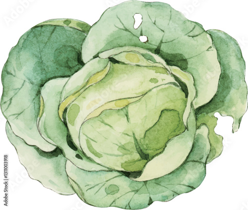 green cabbage isolated on white background